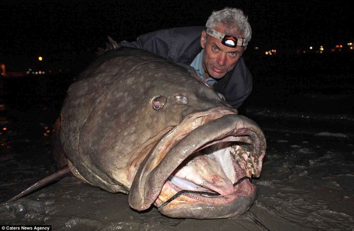Cá mú khổng lồ ở Queensland, Australia